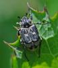 333449 – Photo : Oryctes – France (59)